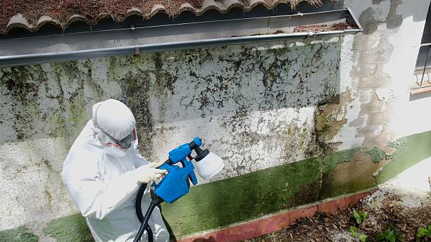 Trusted Commercial Mold Remediation service in Belleville, MI - Cheap Mold Removal